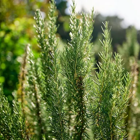Dimora Nella Natura פסקיצ'י